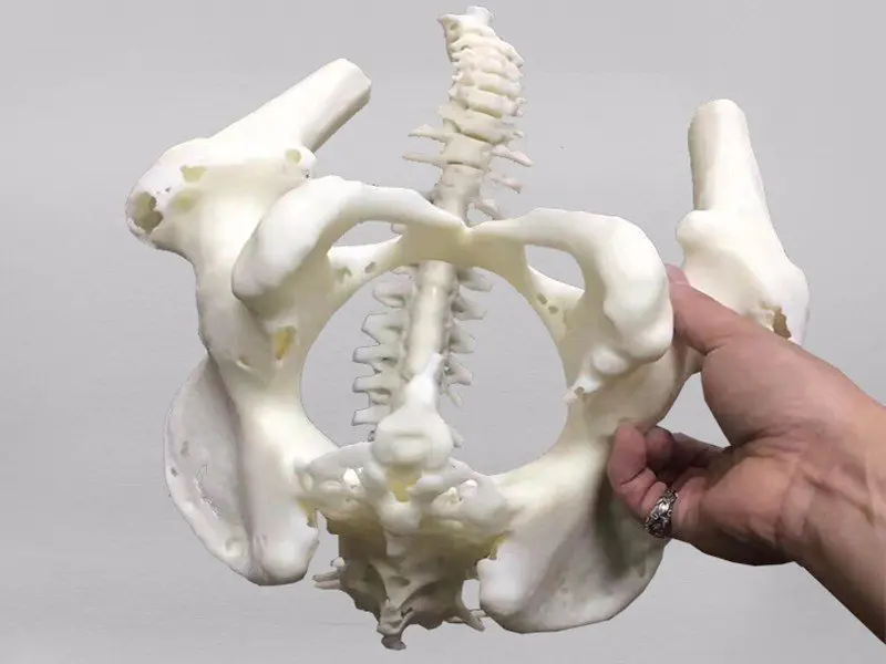 医用器材人体骨骼展示模型
